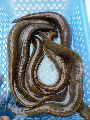 红水河的野生鱼类越来越多你认得出这些野生鱼吗