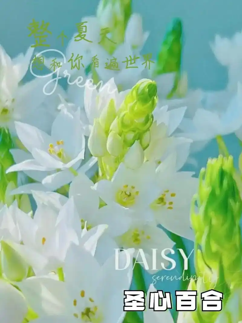 花语:坚韧,纯洁,百 - 抖音
