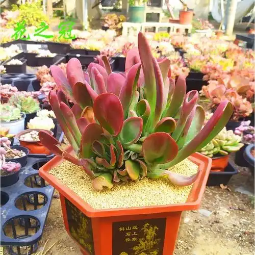 火狐狸多肉植物新品贵货筒叶老桩稀有多肉办公室桌面巨大稀有多肉