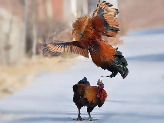 在农村见到的两只大公鸡打架的画面,异常激烈,在城市很少见到