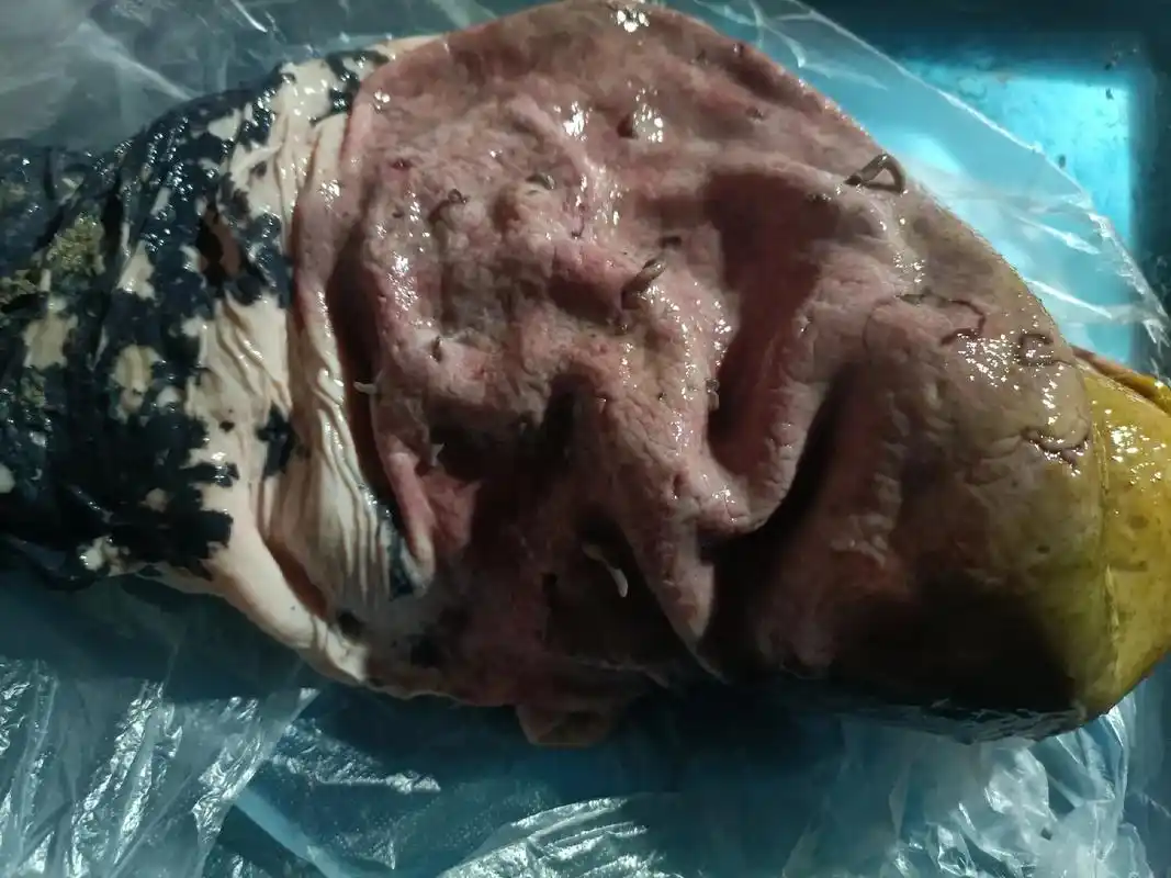 【野猪肚药用价值】:野猪肚即猪胃,据《本草纲目》记载,性微温 - 抖音