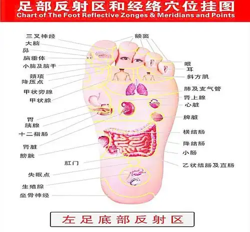 足部反射区穴位图左图图片