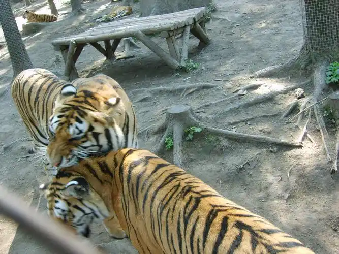 鹤岗市13名游泳爱好者畅游完兴凯湖,镜泊湖后,还游玩了沿途的七台河