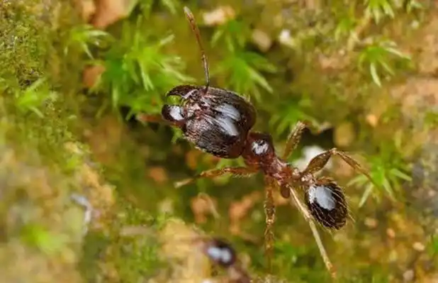 蚂蚁种类图片大全