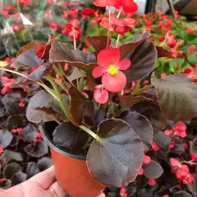 四川成都龙泉驿区四季海棠产地货源批发价格行情