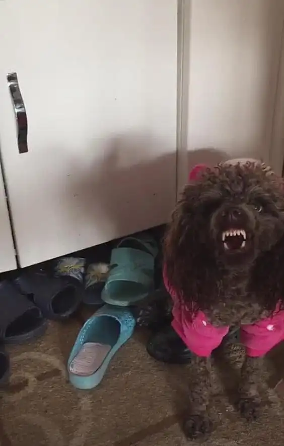 泰迪发脾气咬了人主人抡起棍子想打随后却有些舍不得了