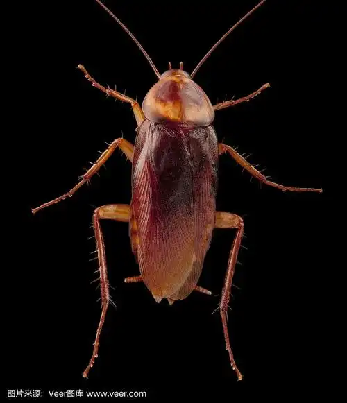 黑色背景上的蟑螂