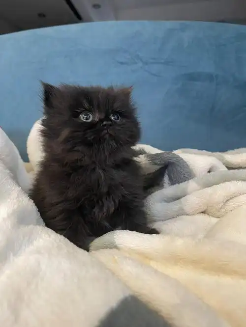 爆毛纯黑小高地40天可预定