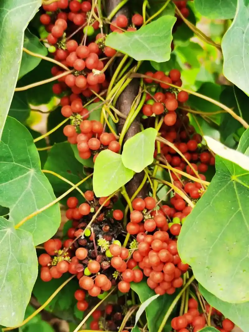 大量供应江西粉防己种子种苗