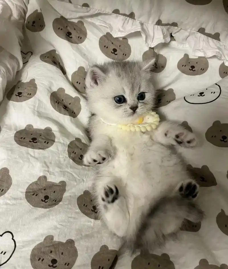 银渐层幼猫出售 两个多月 很乖很听 - 抖音