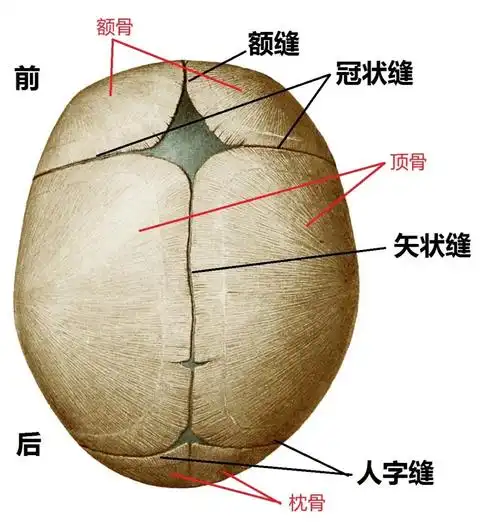 颅骨和颅缝,囟门/图片 - 好大夫在线