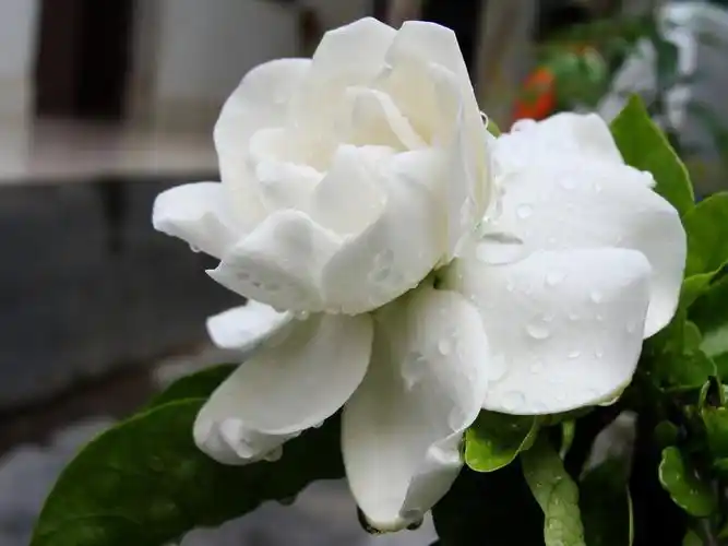 冬天栀子花养护很简单,只要注意这几点,就能安全过冬