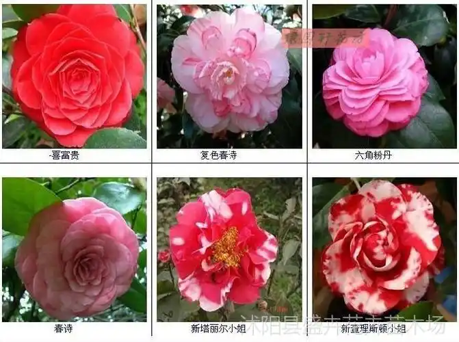 室内盆栽花卉 茶花苗 精品山茶花苗 茶花大小苗规格齐全 多个品种