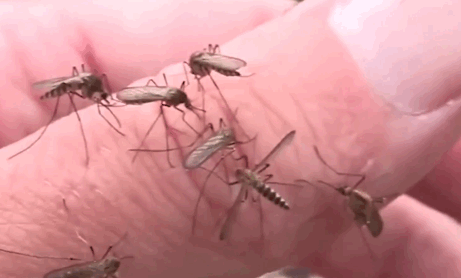 非洲人吃东西太野抓5万只蚊子做1个高蛋白蚊子汉堡