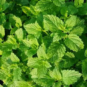 薄荷迷迭香百里香盆栽苗套装虹越阳台可食用绿植西餐香料香草植物