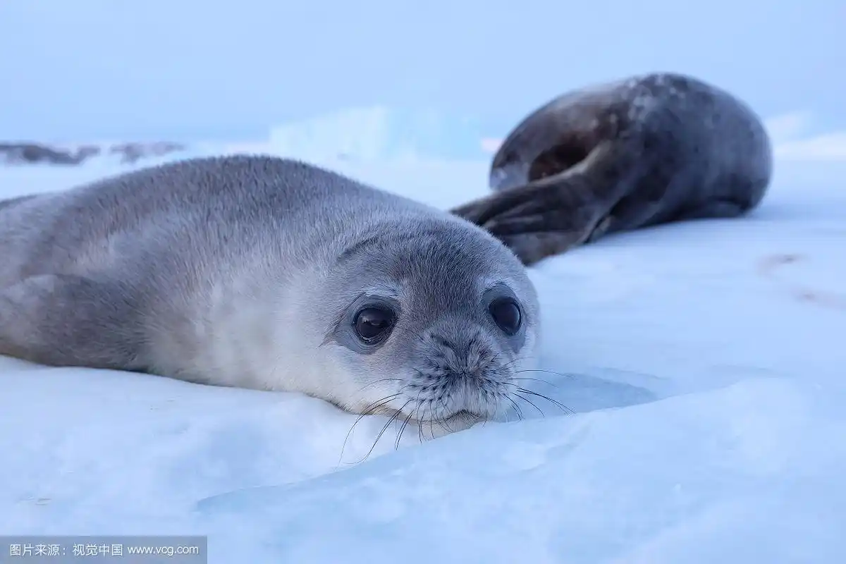 刚刚满月的小威德尔海豹静静趴在冰面上,好奇望着世界