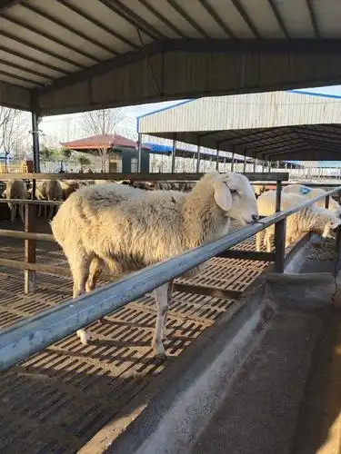 夏洛莱羊价格批发出售
