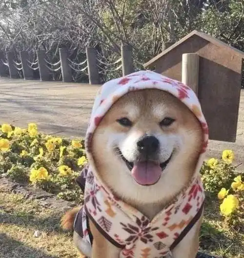 幸福的笑容只要宠物主人过来那么柴犬就不会停止微笑只要宠物主人在