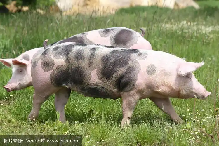 家畜,猪,斑点,黑色,幼小动物