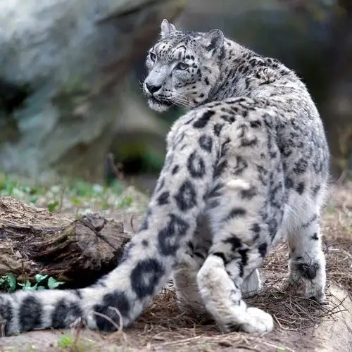 凛然却不失可爱的雪豹! zt