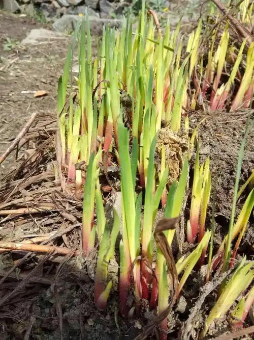 马兰花,刚发芽.未吐芳,美如画.