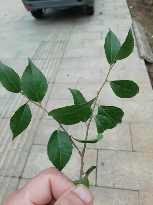 2018-06-06   最佳答案 柞木  又叫凿子木  柞木也被叫作凿子树 笔