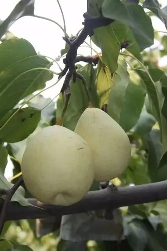 约起│2017中国·魏县第二届金秋鸭梨采摘节活动开启啦!