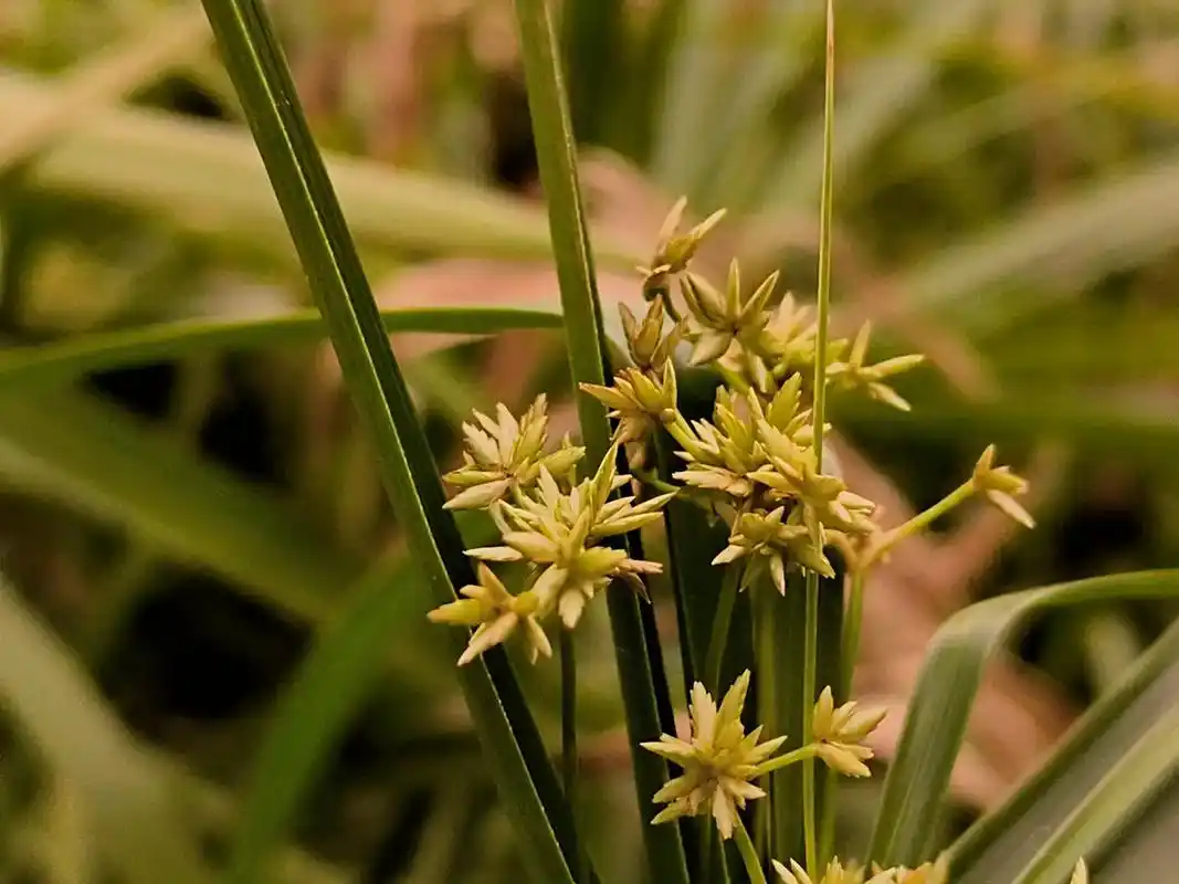 风车草 #植物#花#园林#我照片里的氛围感 ##花开 - 抖音