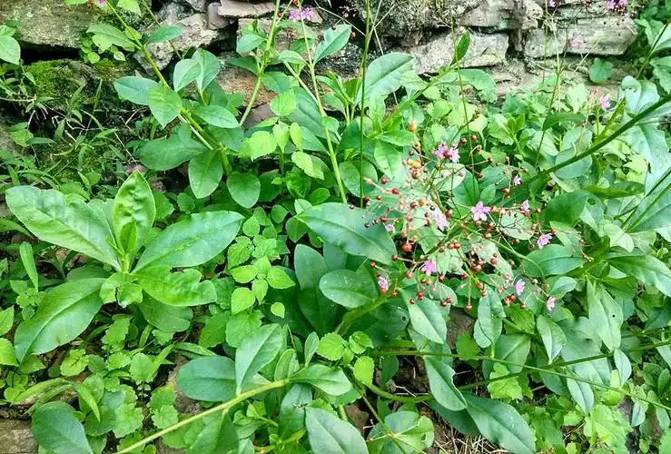山里这种叫"土人参"的野菜,是一味中药,可健脾润肺,止咳调经