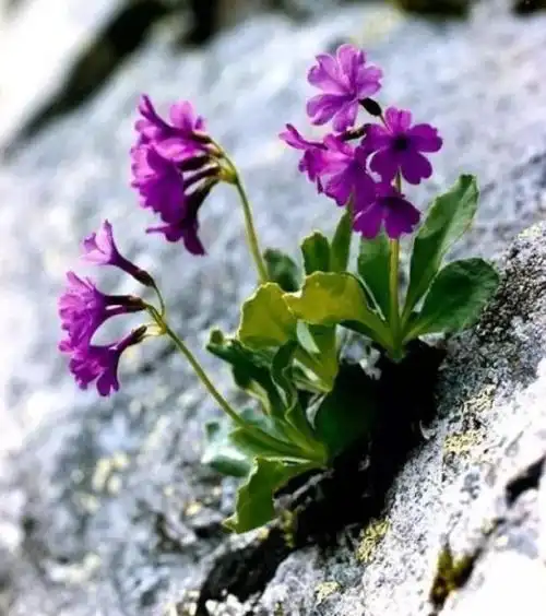 它们就能开出希望的花儿……植物总能给你展现最顽强的生命力和最美的