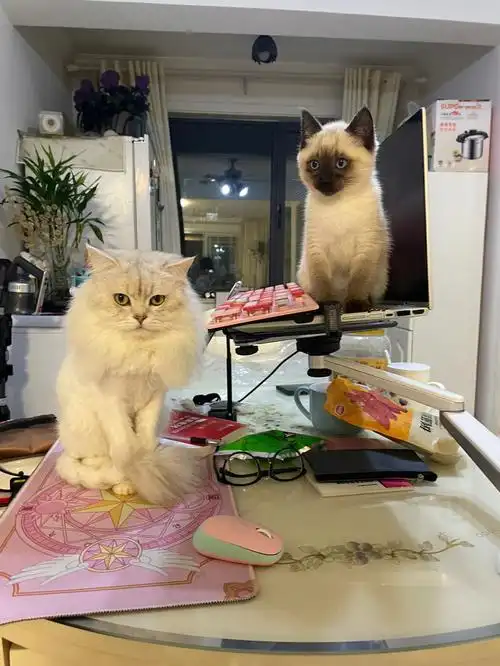 哥哥金吉拉三岁弟弟暹罗合影三个月