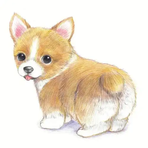 彩铅小动物柯基犬