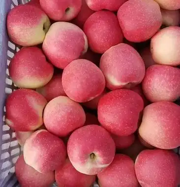 红星苹果山东红星苹果颜色好火热供应基地