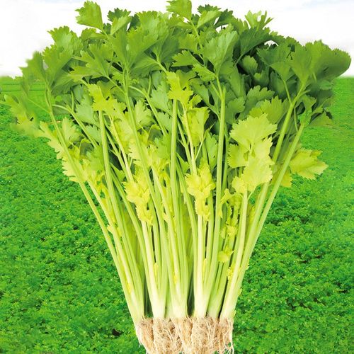 北蔬马家沟芹菜种子黄心菜籽春天种 马家沟空心大叶黄芹菜 5克