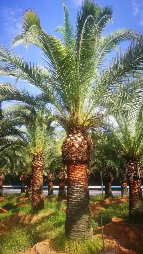 房淑霞从大学讲师到现代农民专注种植加拿利海枣树23年