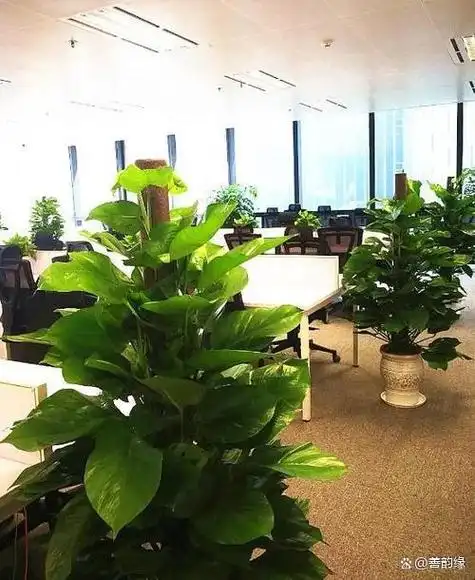 善韵缘|12生肖办公桌养什么植物最有利?