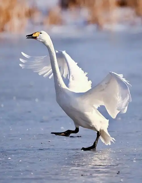 翩翩起舞着,就像是天鹅沐雪一样,这美丽而又梦幻的场景好似童话世界