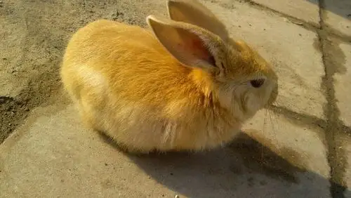 黄色长耳朵的是什么品种的兔子