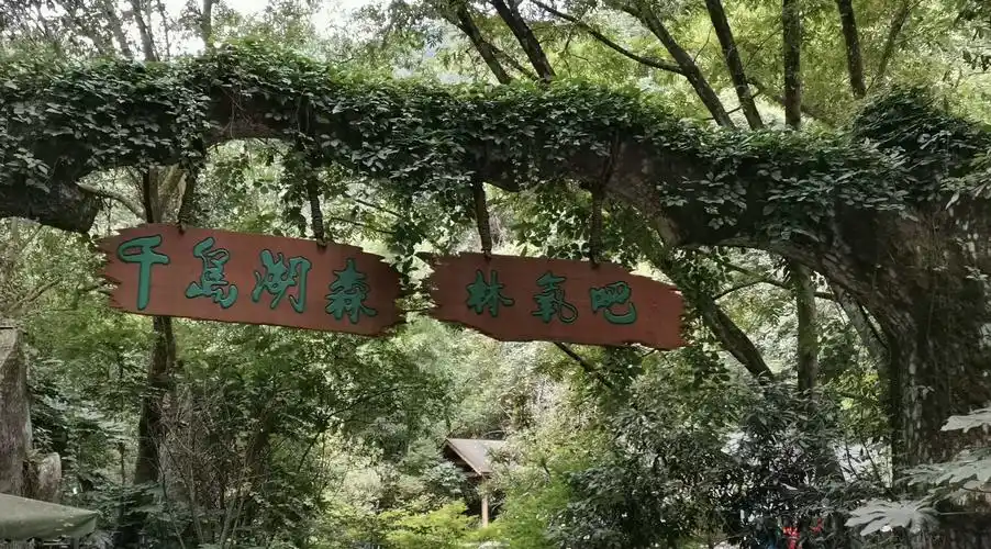 千岛湖森林氧吧