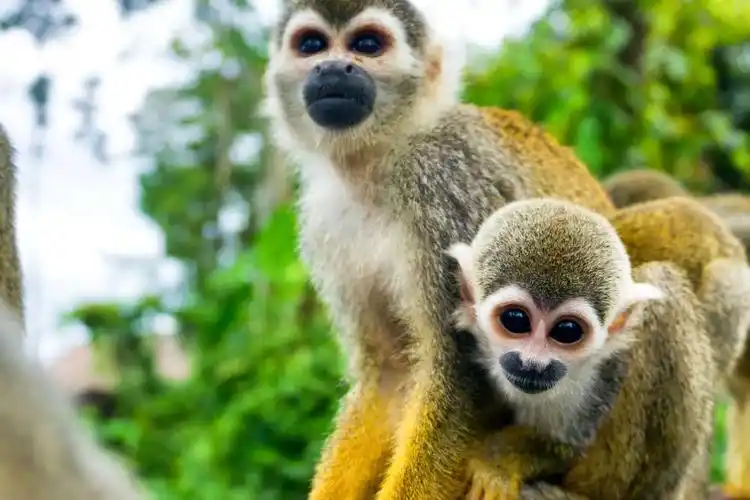 another image of some squirrel monkeys, just because.