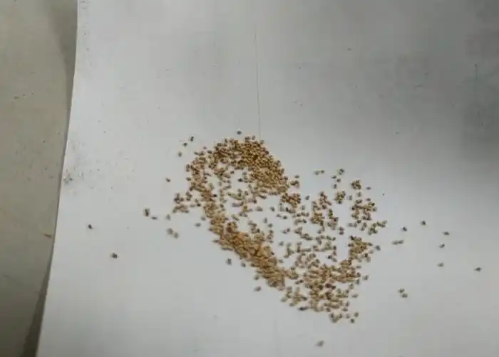 网民:白蚁排泄物 - 神秘的地球 科学|自然|地理|探索