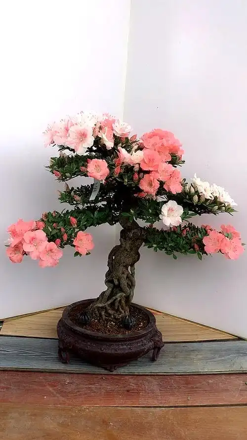 鸨惠比须.进口杜鹃