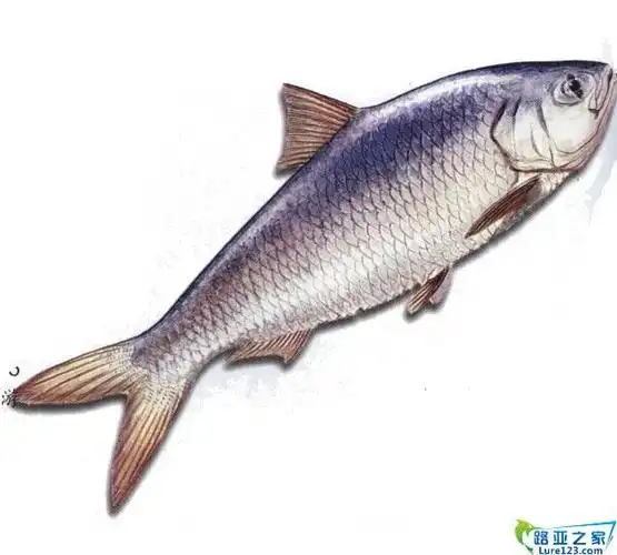 鲥鱼 介绍