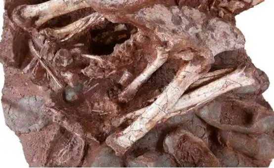 7000万年前,这只恐龙死亡时还在孵蛋,它的子孙如今还在进化