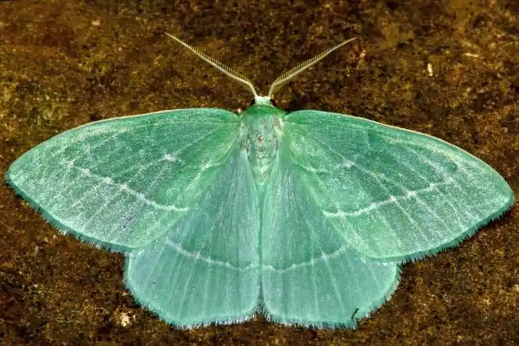 小,翠绿色,蛾子,俯视,英国,昆虫,家族,尺蛾科,蛾