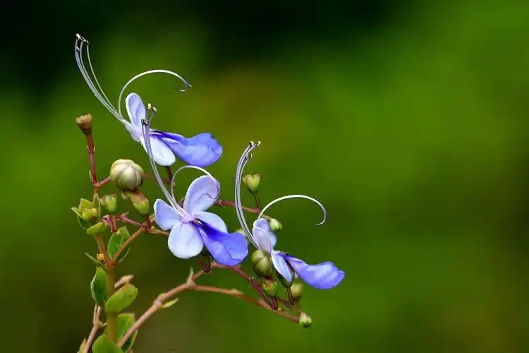 路边的花(蓝蝴蝶)3