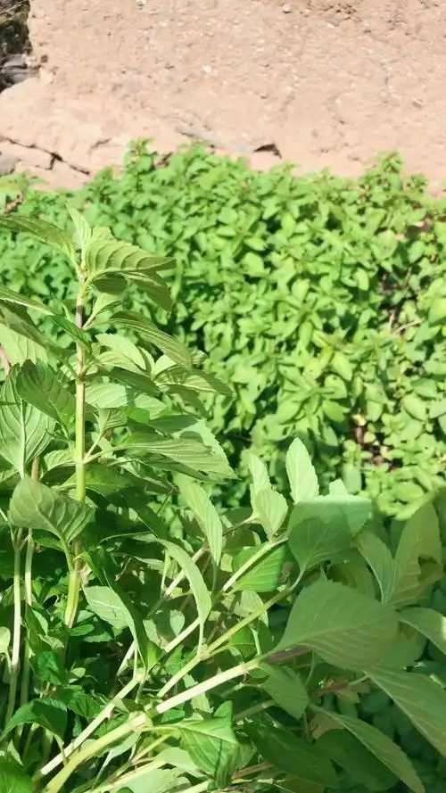 纯正野生薄荷,来自山野