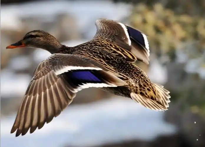 后安海鸭体验店5月5日试营业,消费满100送50,欢迎惠顾!