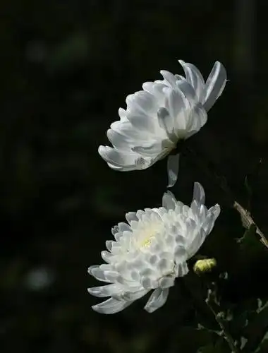 杳然无踪 细雨 仍在淅淅沥沥 心已然遁回以往 感怀记忆历历在目 怀念