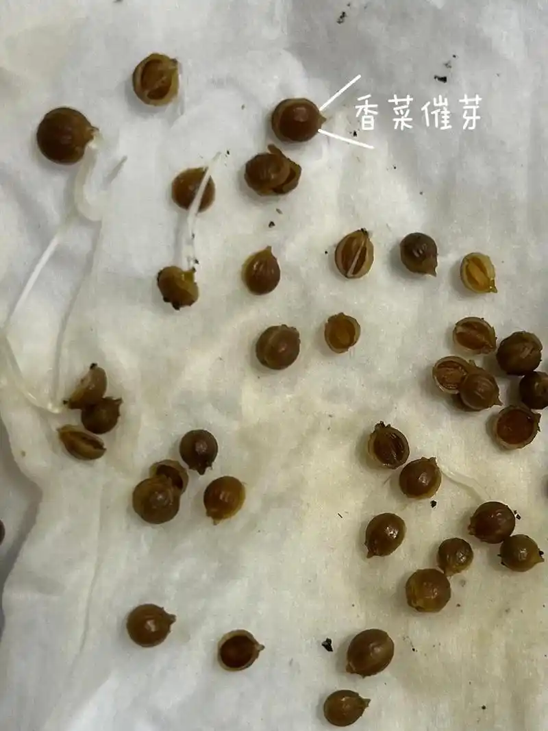 香菜催芽攻略 基于前次将香菜种子水泡后直接播种全军覆没之后,查阅